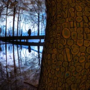 Read more about the article DNR Durable License Art & Photo Contest Nets Over 400 Entries