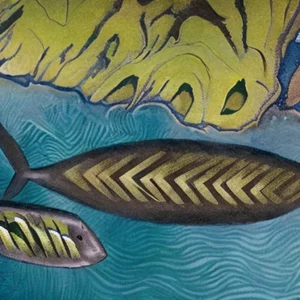 Read more about the article New pāua species found off remote NZ islands